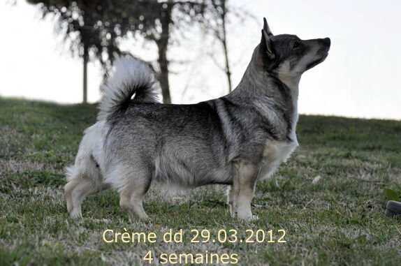 Crème 29.03.2012 4wk